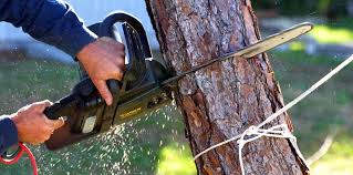 Trusted San Augustine, TX Tree Care Experts