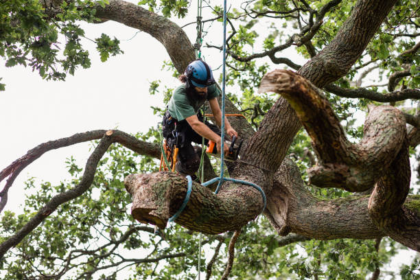 How Our Tree Care Process Works  in  San Augustine, TX